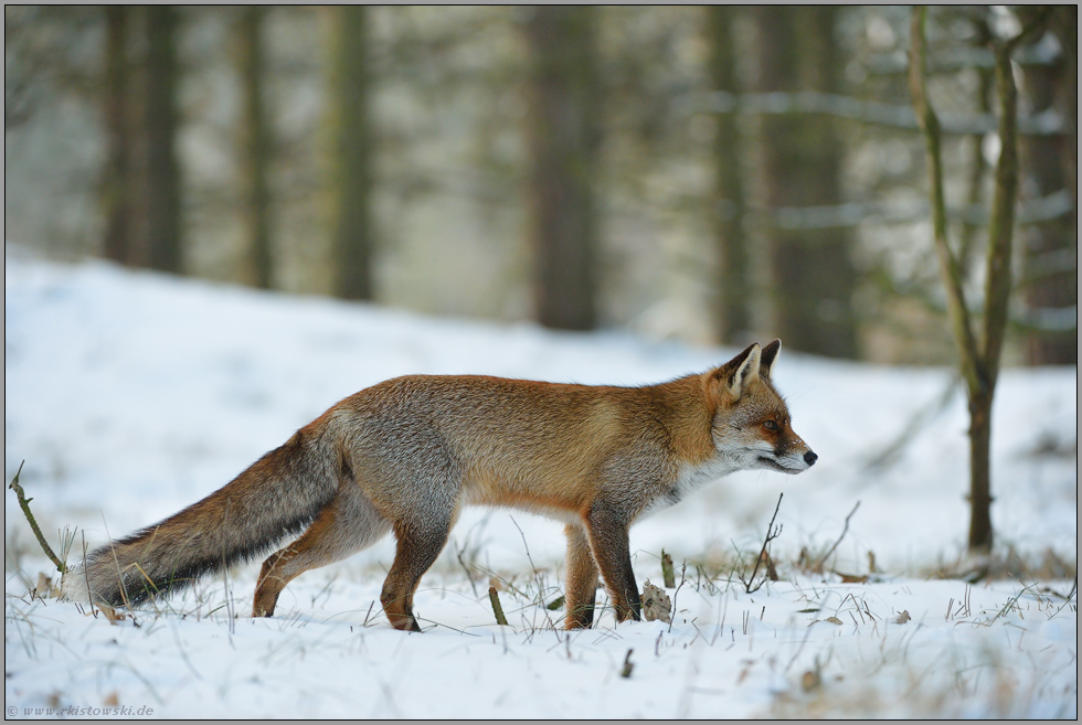 Märchenwald... Rotfuchs *Vulpes vulpes*