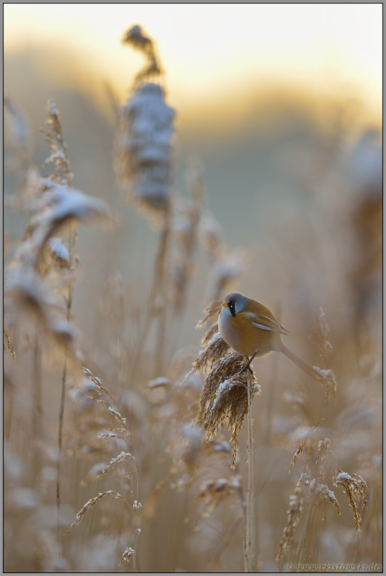 im Gegenlicht... Bartmeise *Panurus_biarmicus*