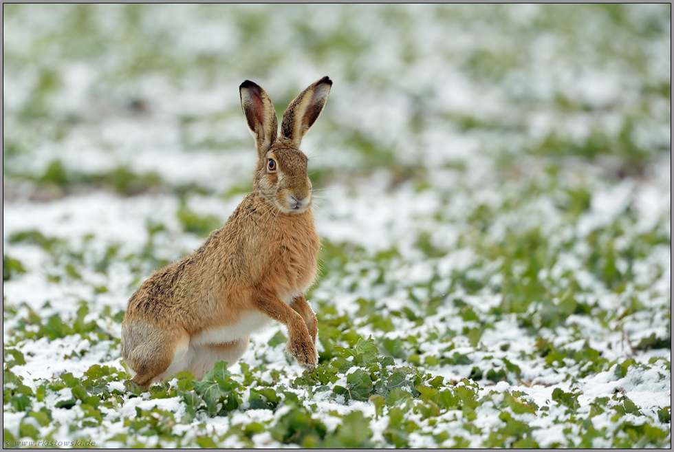 auf dem Sprung... Feldhase *Lepus europaeus*