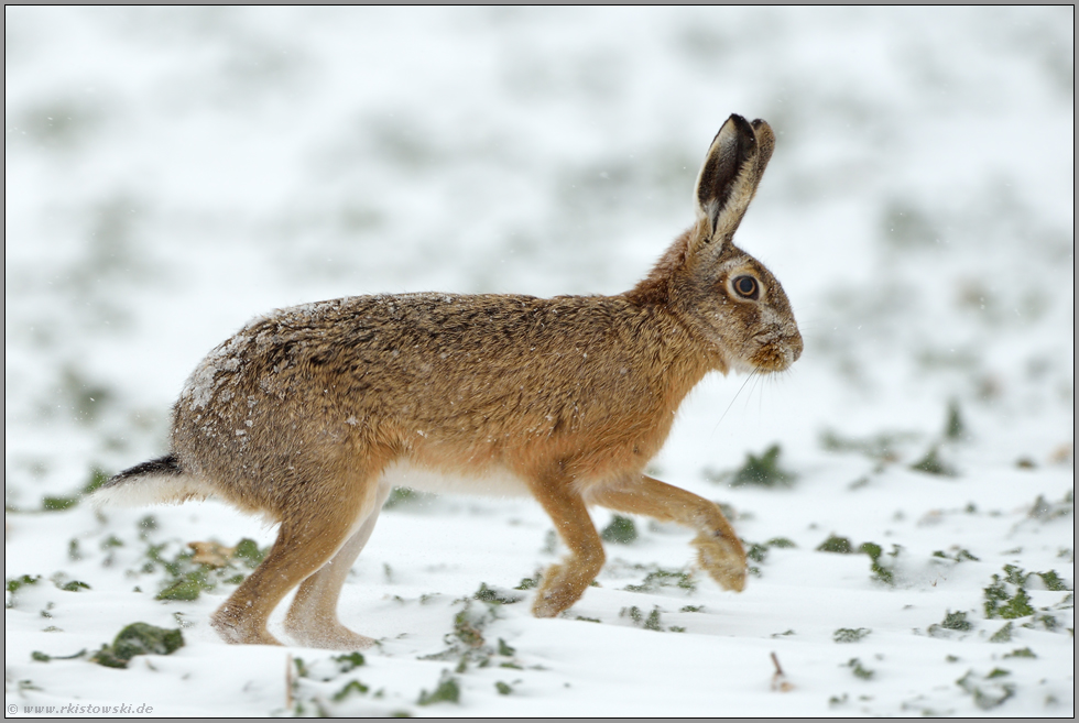 harte Zeiten... Feldhase *Lepus europaeus*