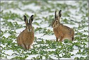 Mimik... Feldhase *Lepus europaeus*