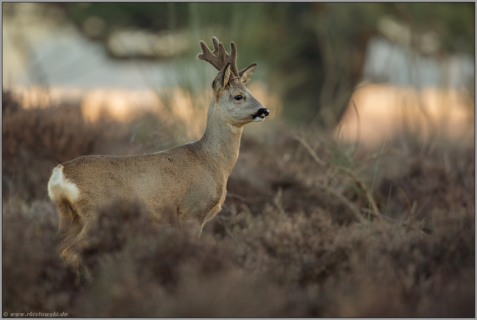 stolzer Bock... Rehbock *Capreolus capreolus*