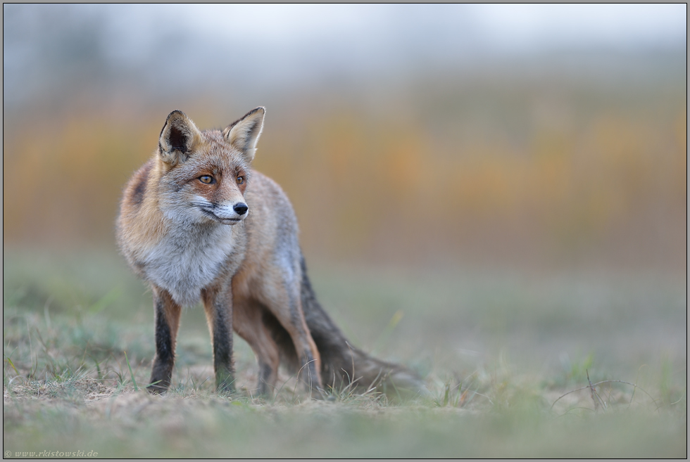 äugend... Rotfuchs *Vulpes vulpes*