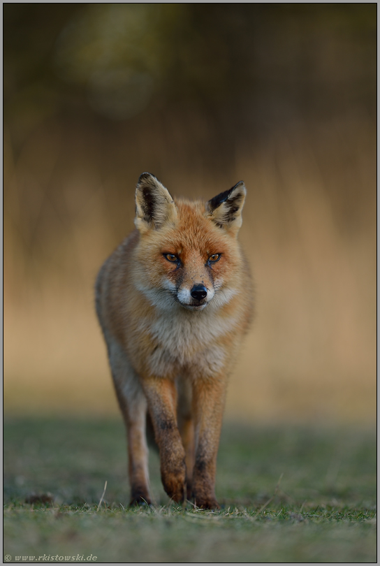 herannahend... Rotfuchs *Vulpes vulpes*