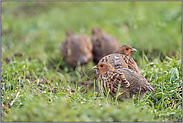 hintereinander... Rebhühner *Perdix perdix*