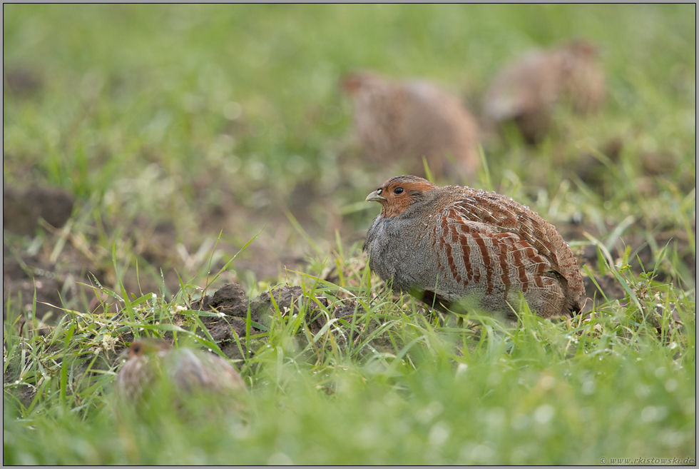 nicht einfach... Rebhühner *Perdix perdix*