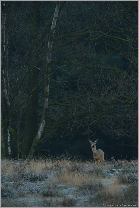 vom Waldrand her... Reh *Capreolus capreolus*