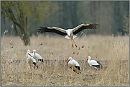 Indikator für den Klimawandel... Weissstörche *Ciconia ciconia*