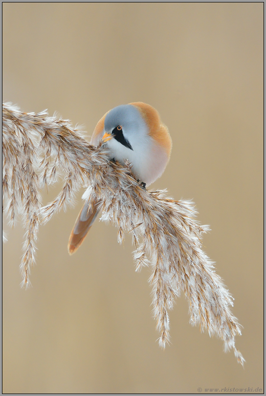 emsig... Bartmeise *Panurus biarmicus*