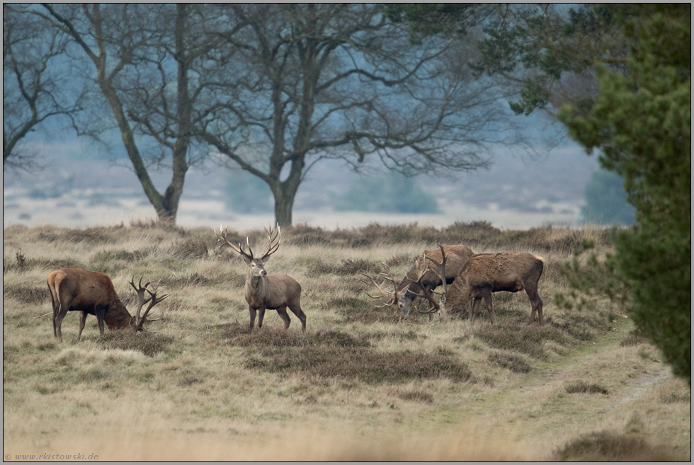 bei der Äsung... Rothirsche *Cervus elaphus*