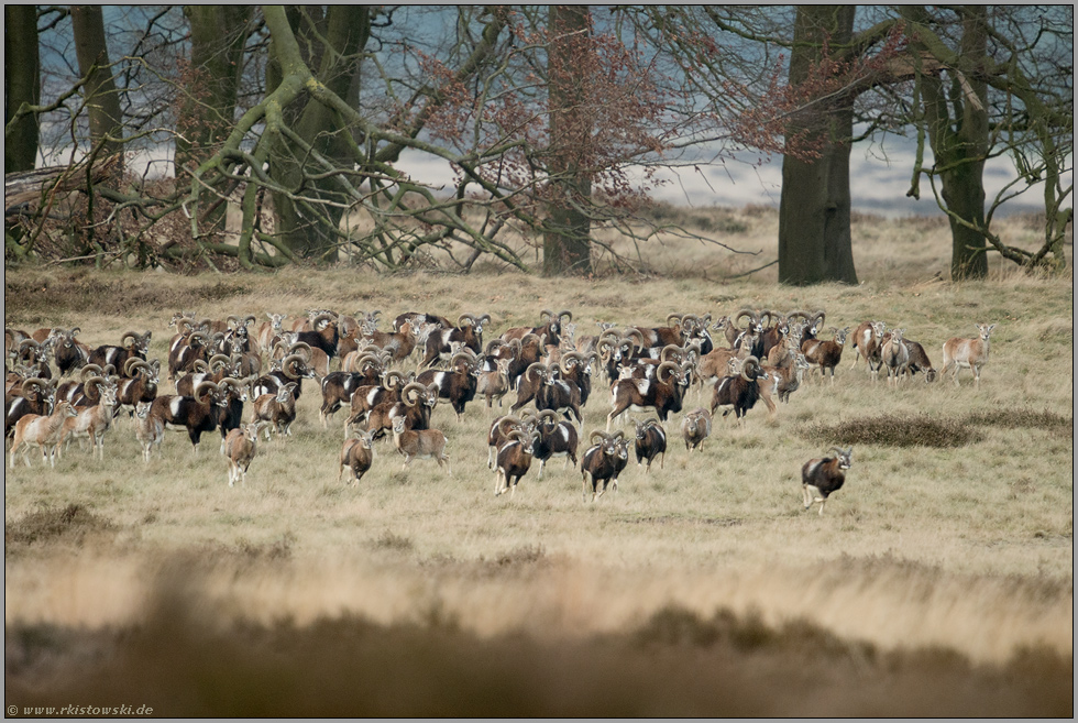 die Herde... Muffelwild *Ovis orientalis*