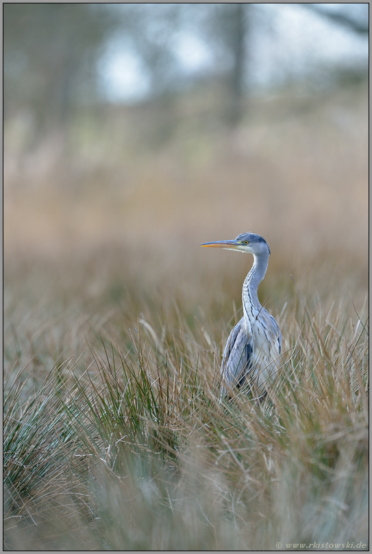 bei der Nahrungssuche... Graureiher *Ardea cinerea*