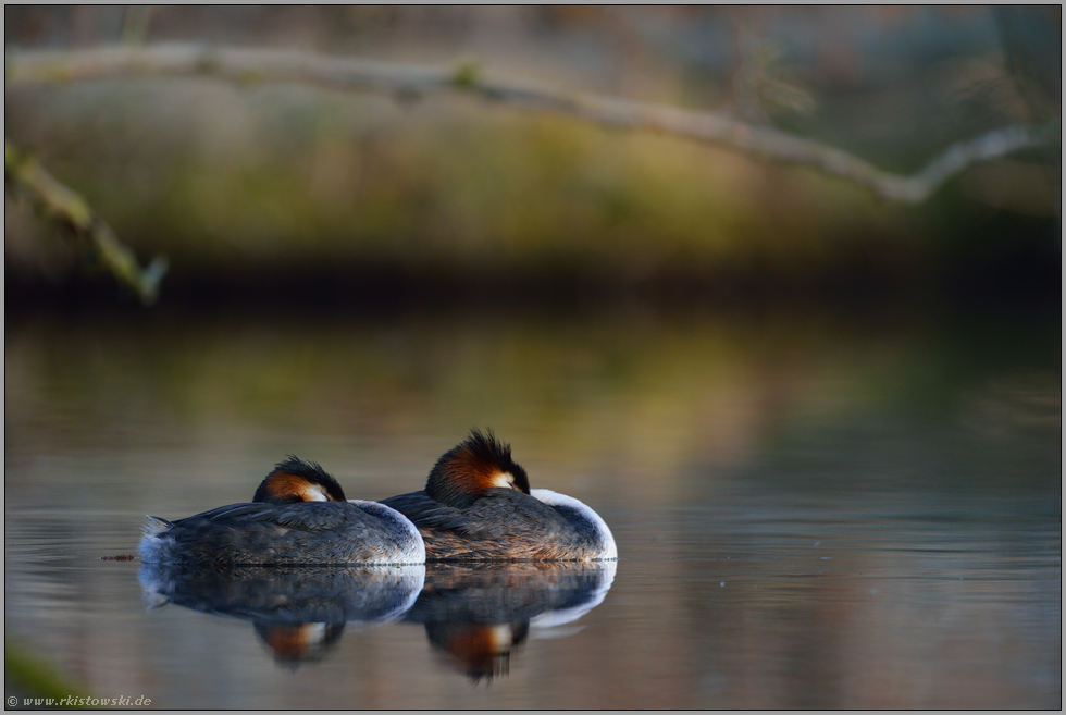 Ruhe am See... Haubentaucher *Podiceps cristatus*