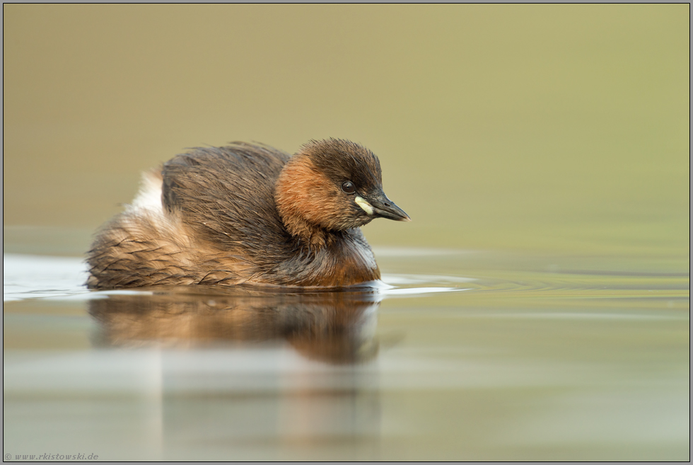 aufgeplustert... Zwergtaucher *Tachybaptus ruficollis*