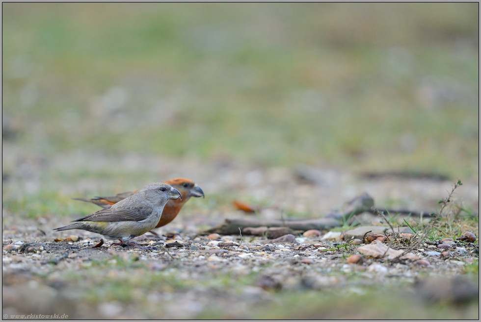 paarweise... Kiefernkreuzschnabel *Loxia pytyopsittacus *