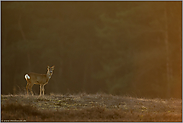 Tageserwachen... Reh *Capreolus capreolus*