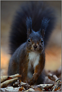 (fast zu) nah d'ran... Europäisches Eichhörnchen *Sciurus vulgaris*