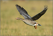 ein Jungvogel... Blässgans *Anser albifrons*