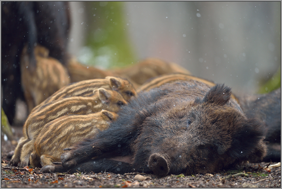 säugend... Wildschwein *Sus scrofa*