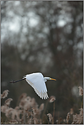 den Waldrand entlang... Silberreiher *Casmerodius albus*