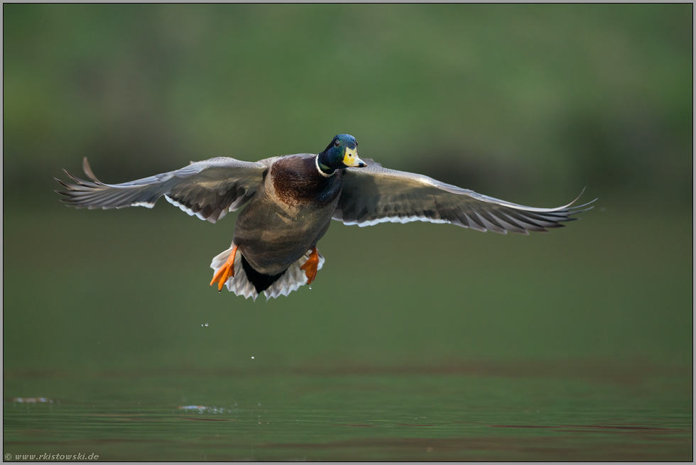 Start oder Landeanflug... Stockente *Anas platyrhynchos*