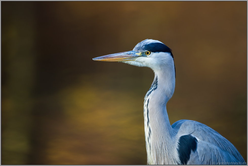 Portrait am Stadtteich...Graureiher *Ardea cinerea*