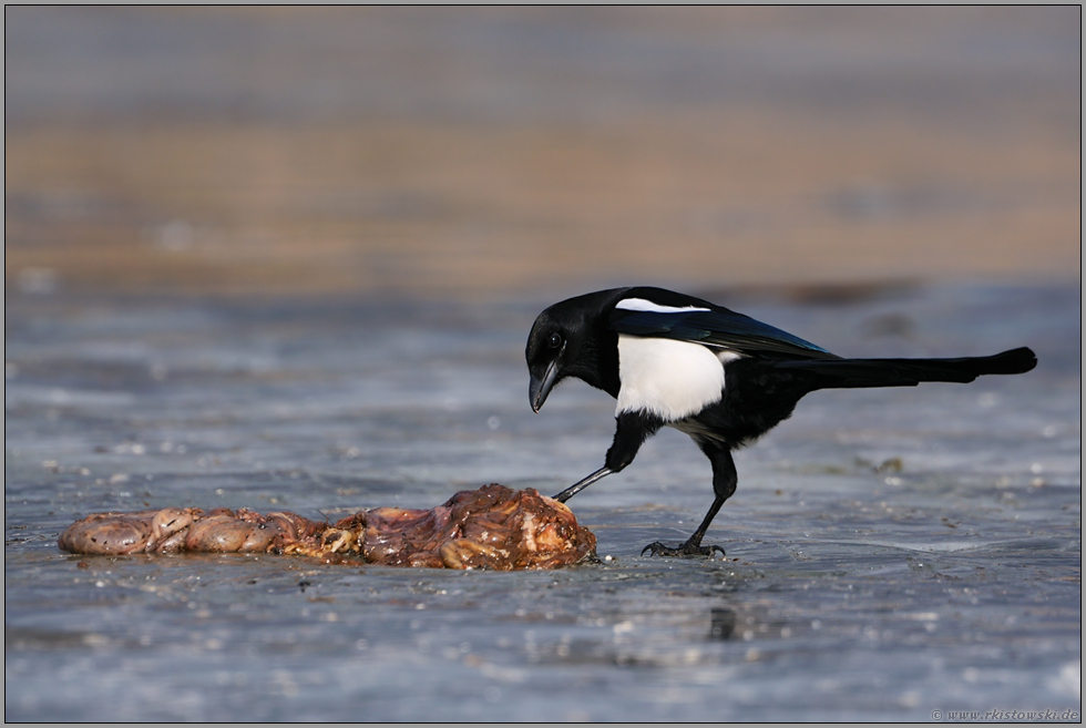 Wächter der Natur... Elster *Pica pica*