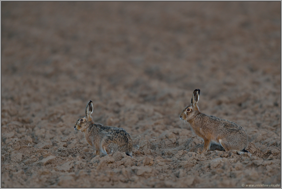 perfekt getarnt... Feldhase *Lepus europaeus*