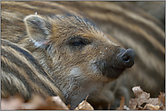 Ihr könnt' mich alle... Wildschweinfrischling *Sus scrofa*