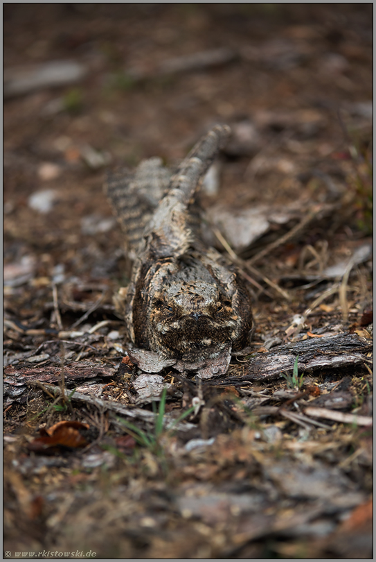 bestens getarnt... Ziegenmelker *Caprimulgus europaeus*