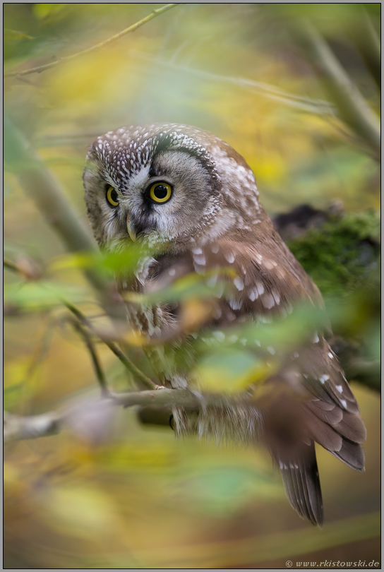 versteckt im Herbstlaub... Raufusskauz *Aegolius funereus*