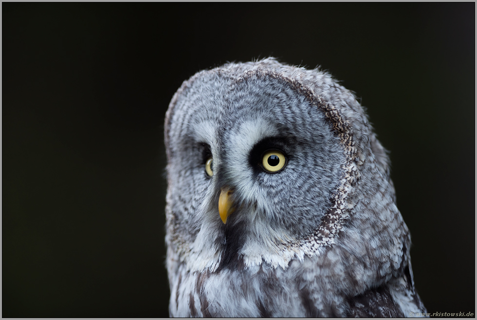 Portrait... Bartkauz *Strix nebulosa*