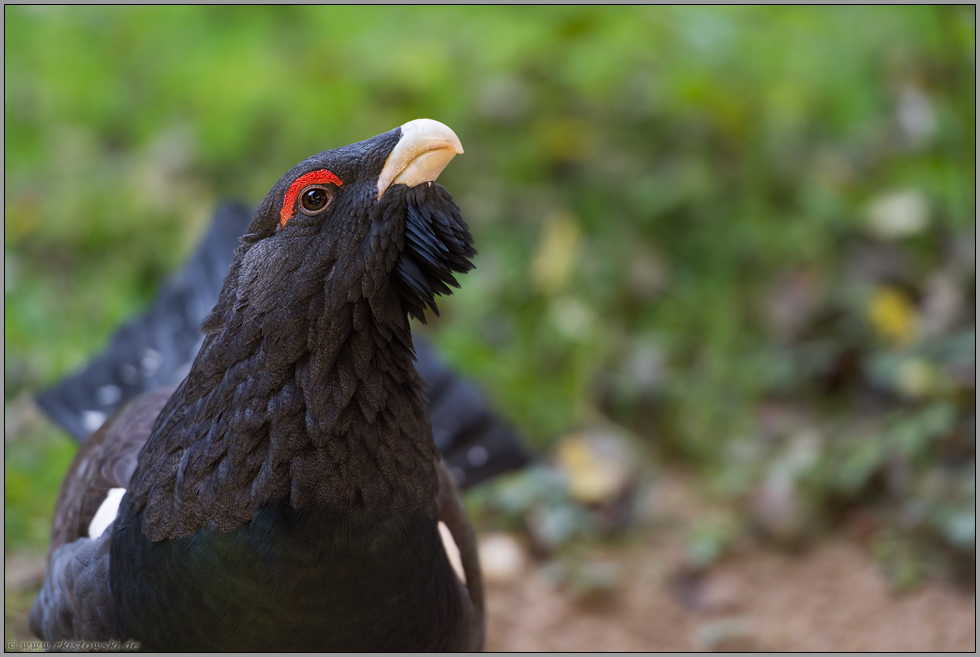 angriffslustig... Auerhahn *Tetrao urogallus*