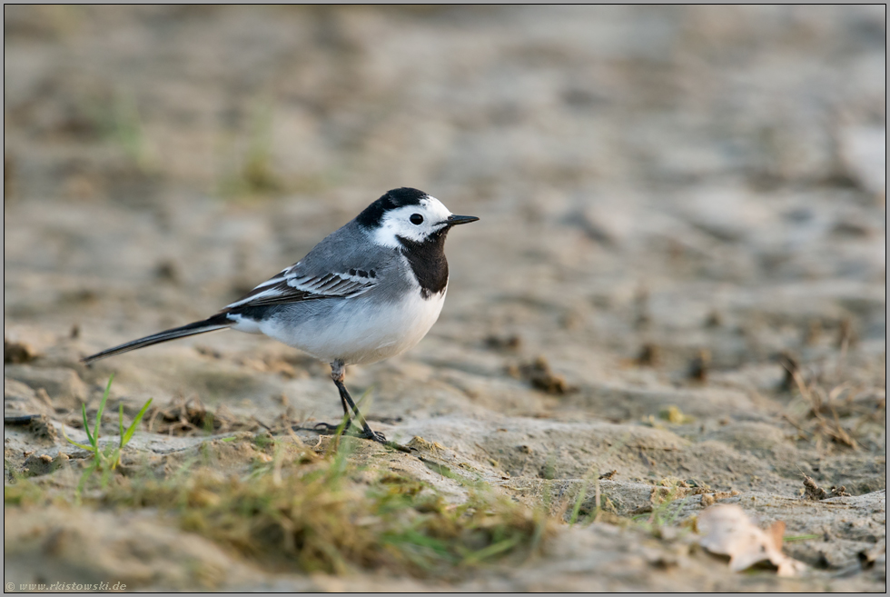 am Boden... Bachstelze *Motacilla alba*