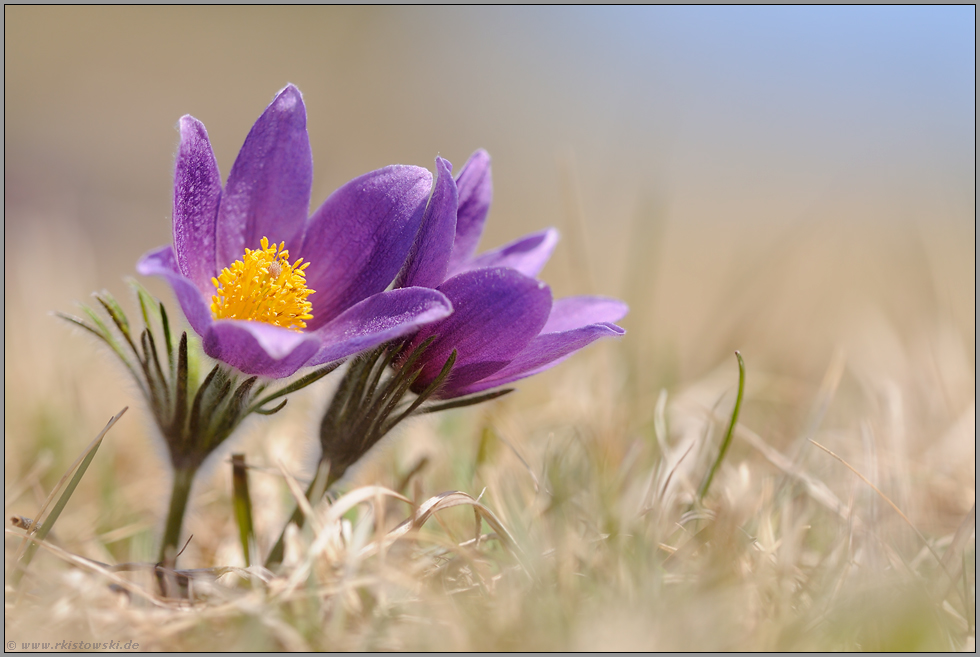 aufgeblüht... Küchenschellen *Pulsatilla vulgaris*