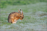 Angsthase... Feldhase *Lepus europaeus*