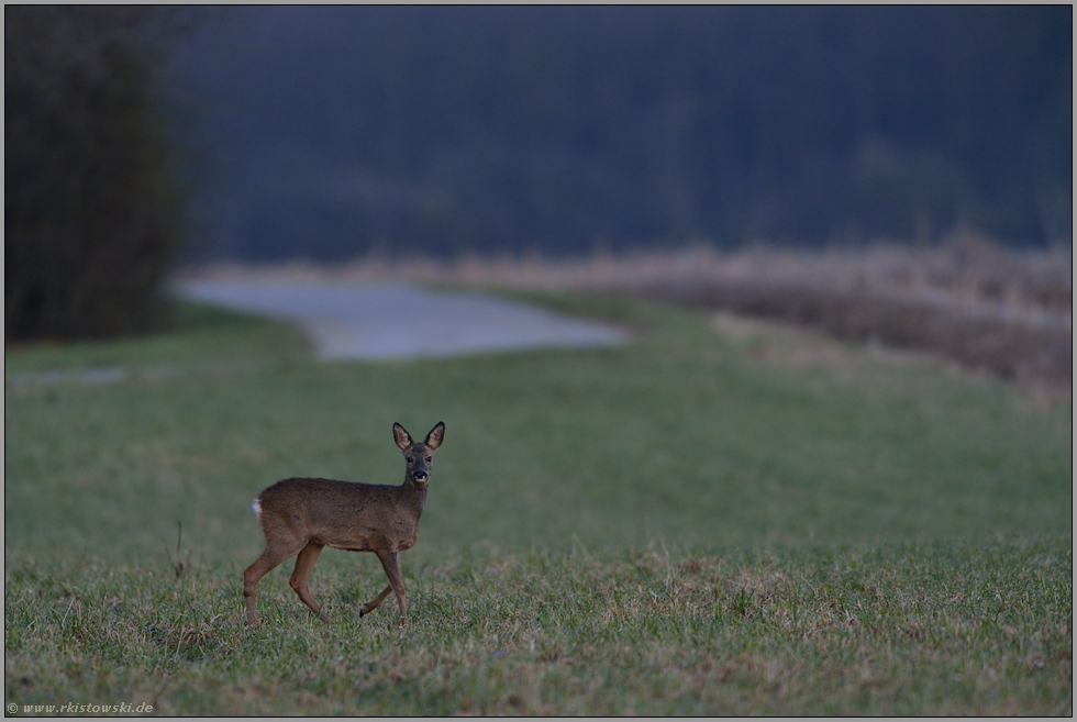 angespannt... Reh *Capreolus capreolus*