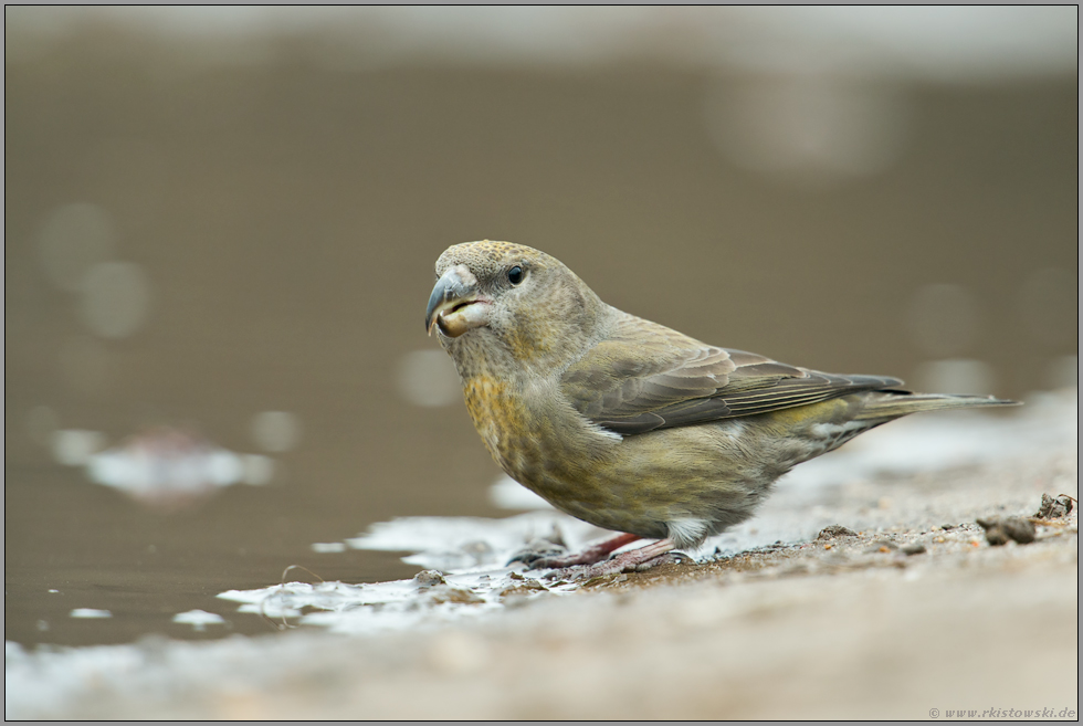 ein Jungvogel... Kiefernkreuzschnabel *Loxia pytyopsittacus*