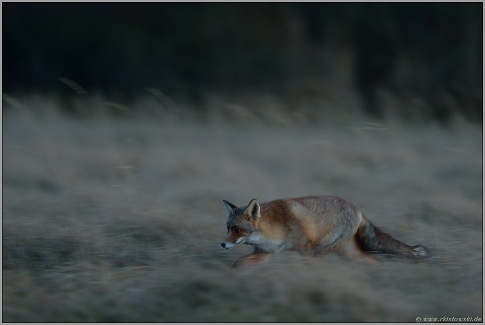 nachtaktiv... Rotfuchs  *Vulpes vulpes*