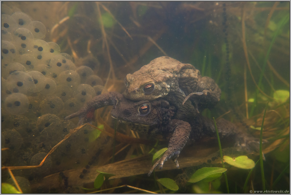 verborgene Welten... Erdkröte *Bufo bufo*