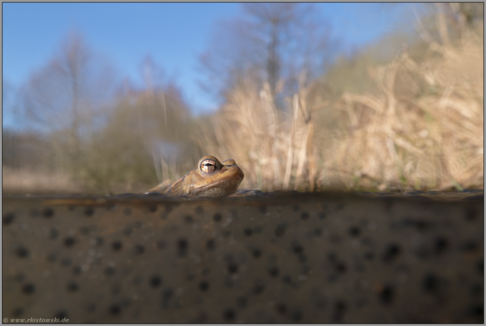 Laichzeit... Erdkröte *Bufo bufo*