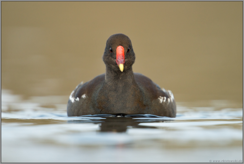 Auge in Auge... Teichralle *Gallinula chloropus*