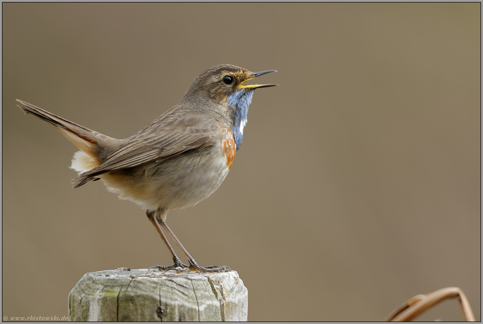 begnadeter Sänger... Blaukehlchen *Luscinia svecica*