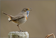 begnadeter Sänger... Blaukehlchen *Luscinia svecica*