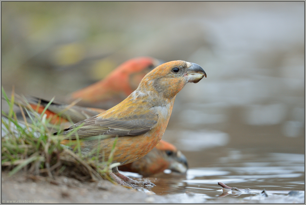 an der Tränke... Kiefernkreuzschnabel *Loxia pytyopsittacus*