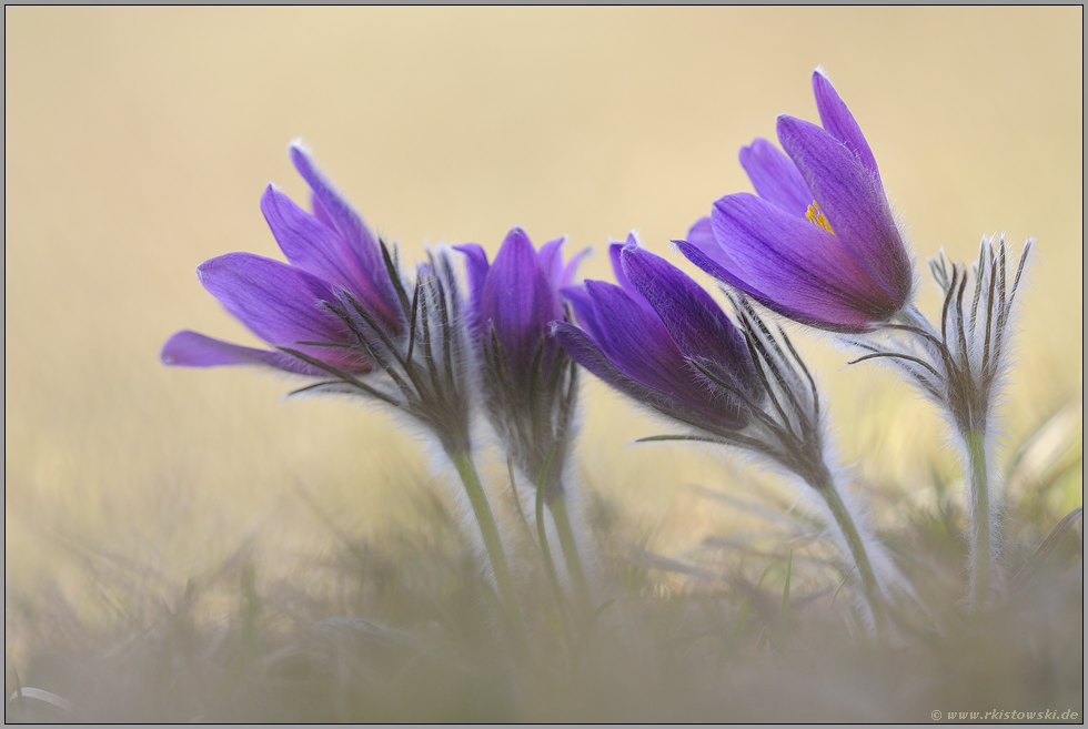 der Frühling ist da... Kuhschellen  *Pulsatilla vulgaris*