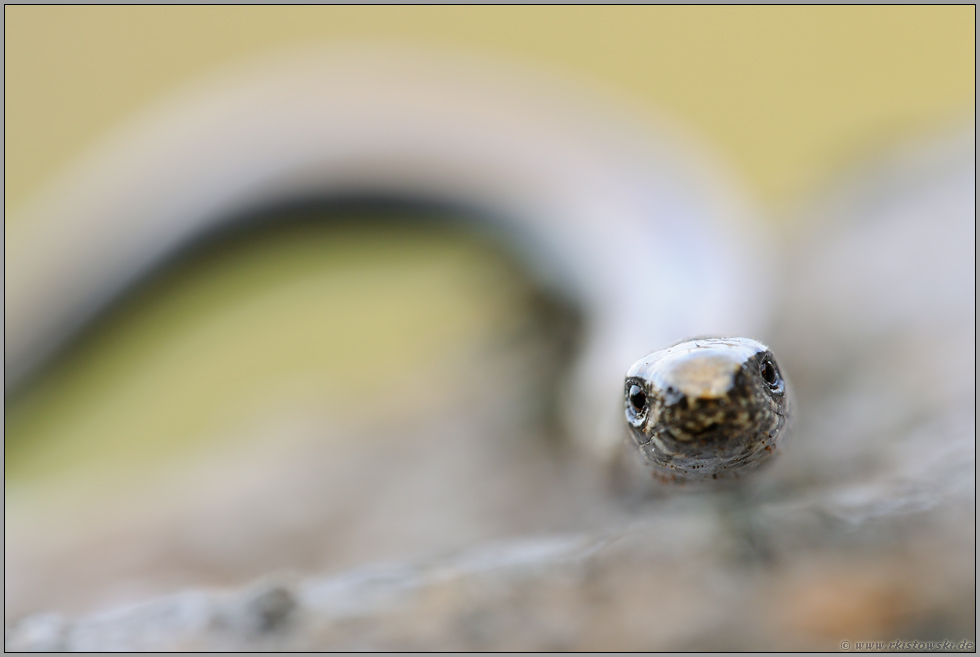 Echsenaugen... Blindschleiche *Anguis fragilis*