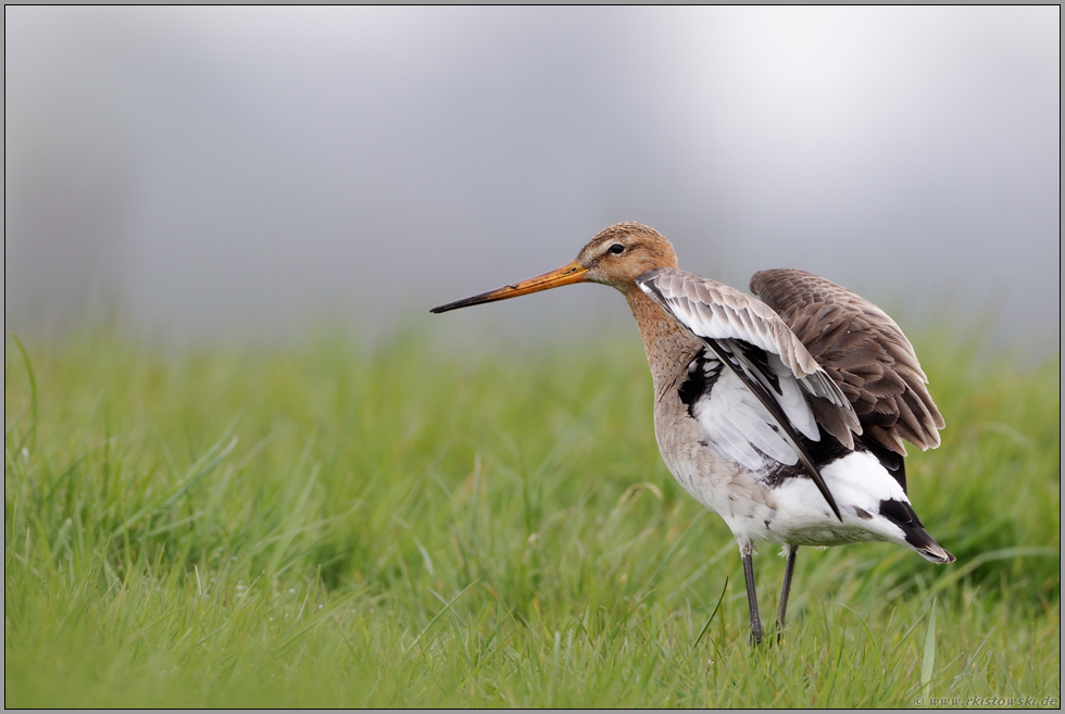 flügelschlagend... Uferschnepfe *Limosa limosa*