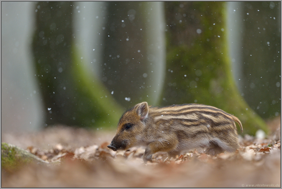 auf Reviergang... Wildschweinfrischling *Sus scrofa*