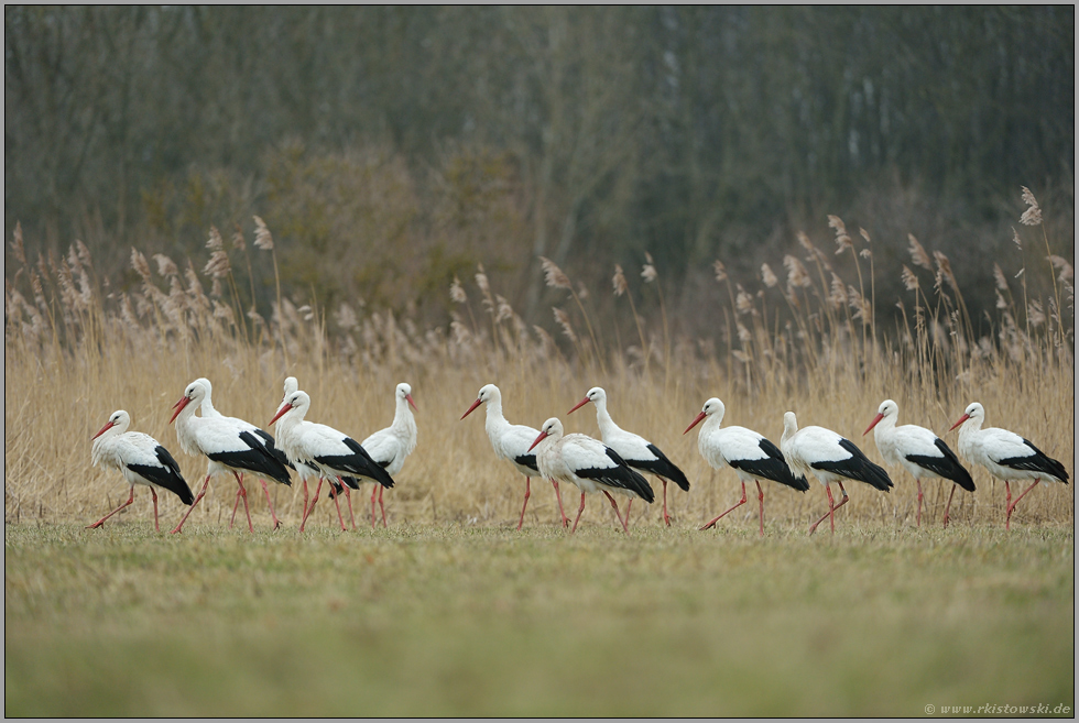 versammelt... Weißstorch *Ciconia ciconia*